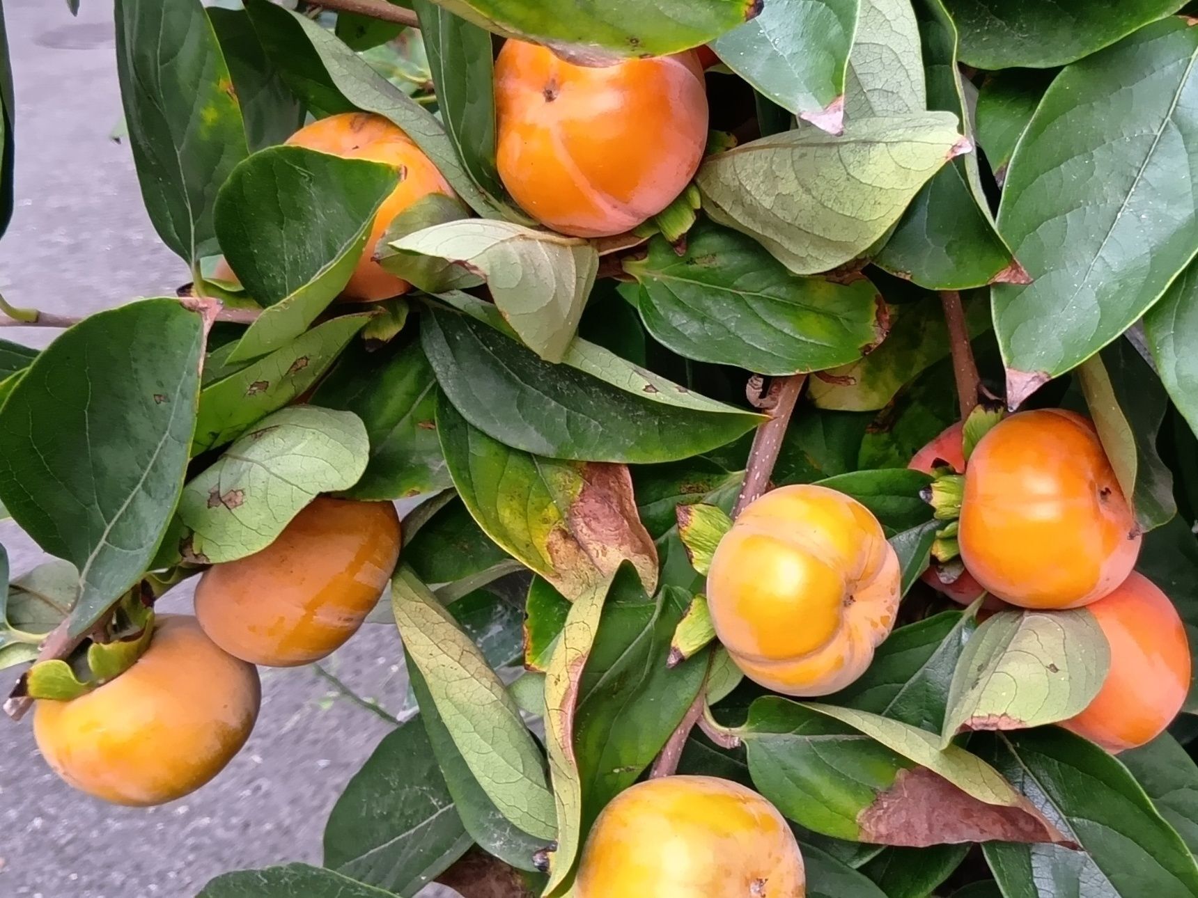 この植物は「柿の木」です。