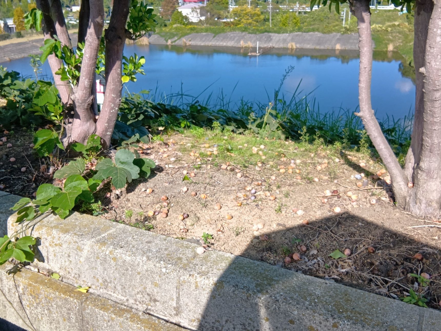 駐車場が2つほど空いていたので、見てみると銀杏（実）がいっぱい～！