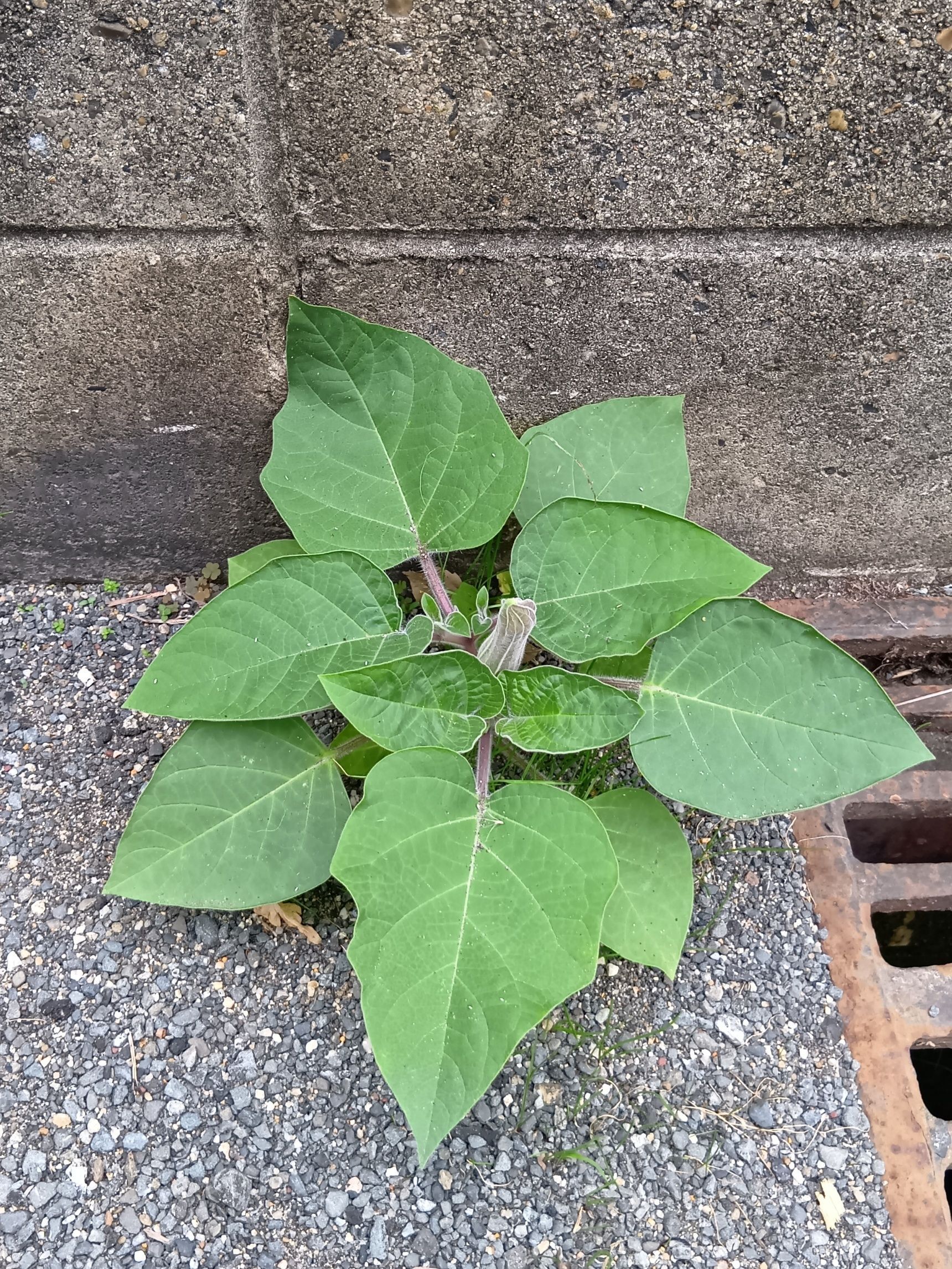 こんな風に、ごく普通に、道端に生えてくる植物なのです、