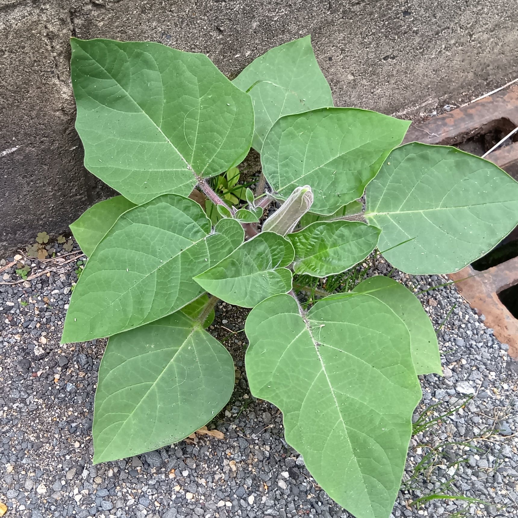 【10月道端の超危険毒草】びっくりした雑草！この風変わりな「蕾」は、見覚えがある！