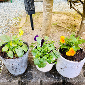 カメムシ発生回避！これでお花が楽しめる♪