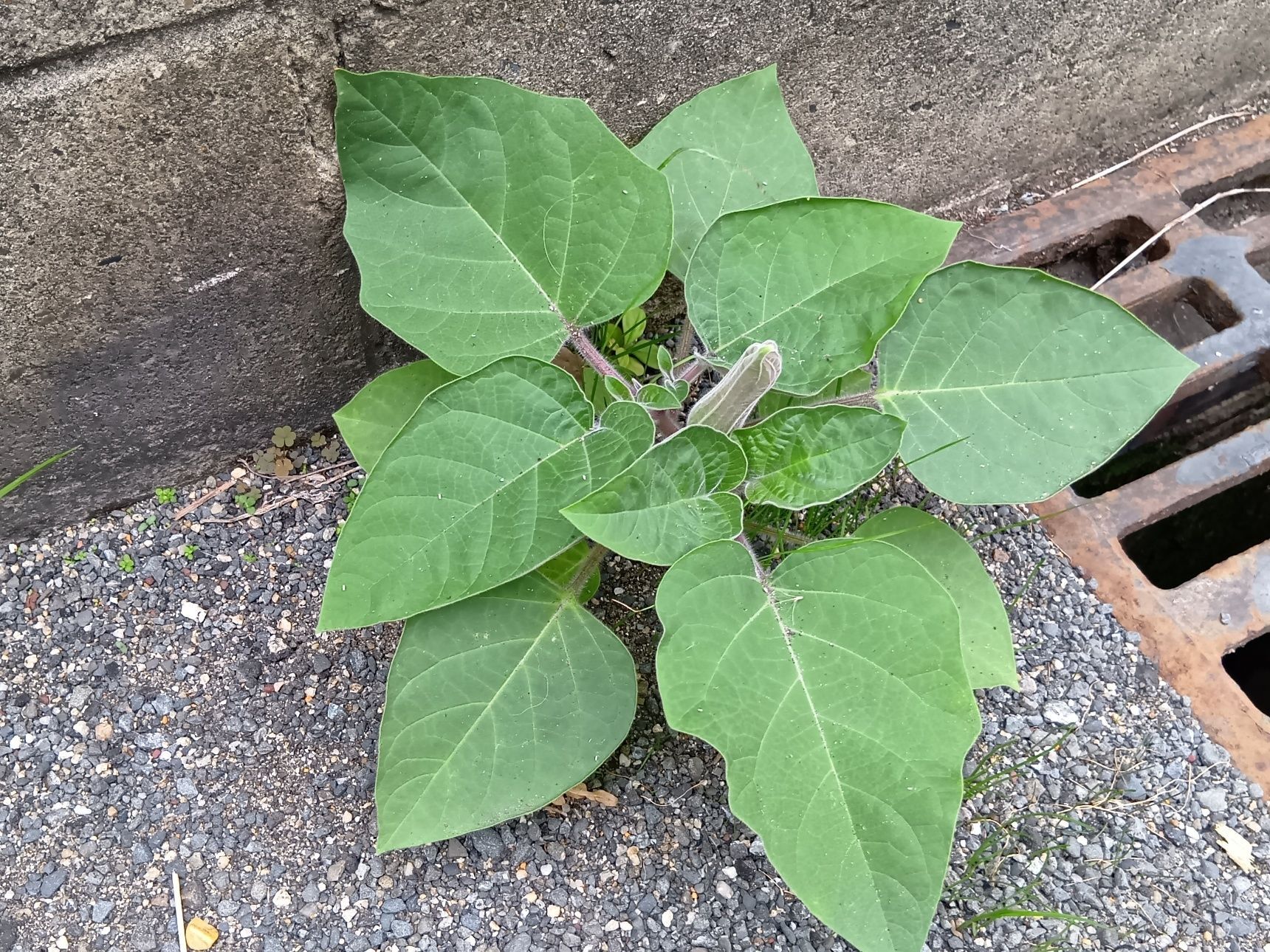 この植物は、ナス科の植物の「チョウセンアサガオ（朝鮮朝顔）」です。別名、「キチガイナスビ（気違い茄子）」「マンダラゲ（曼陀羅華）」