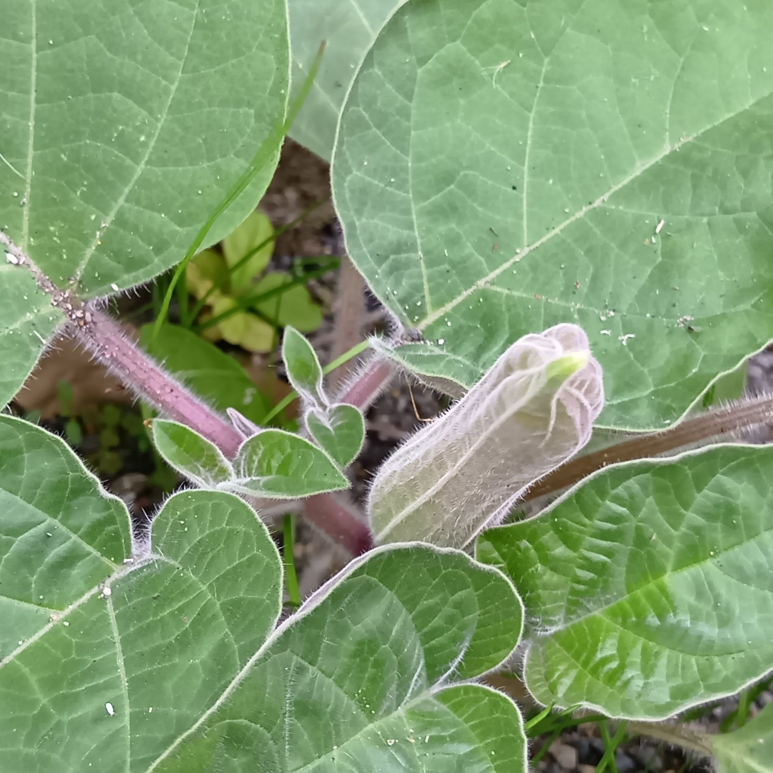 こちらは、「蕾」です