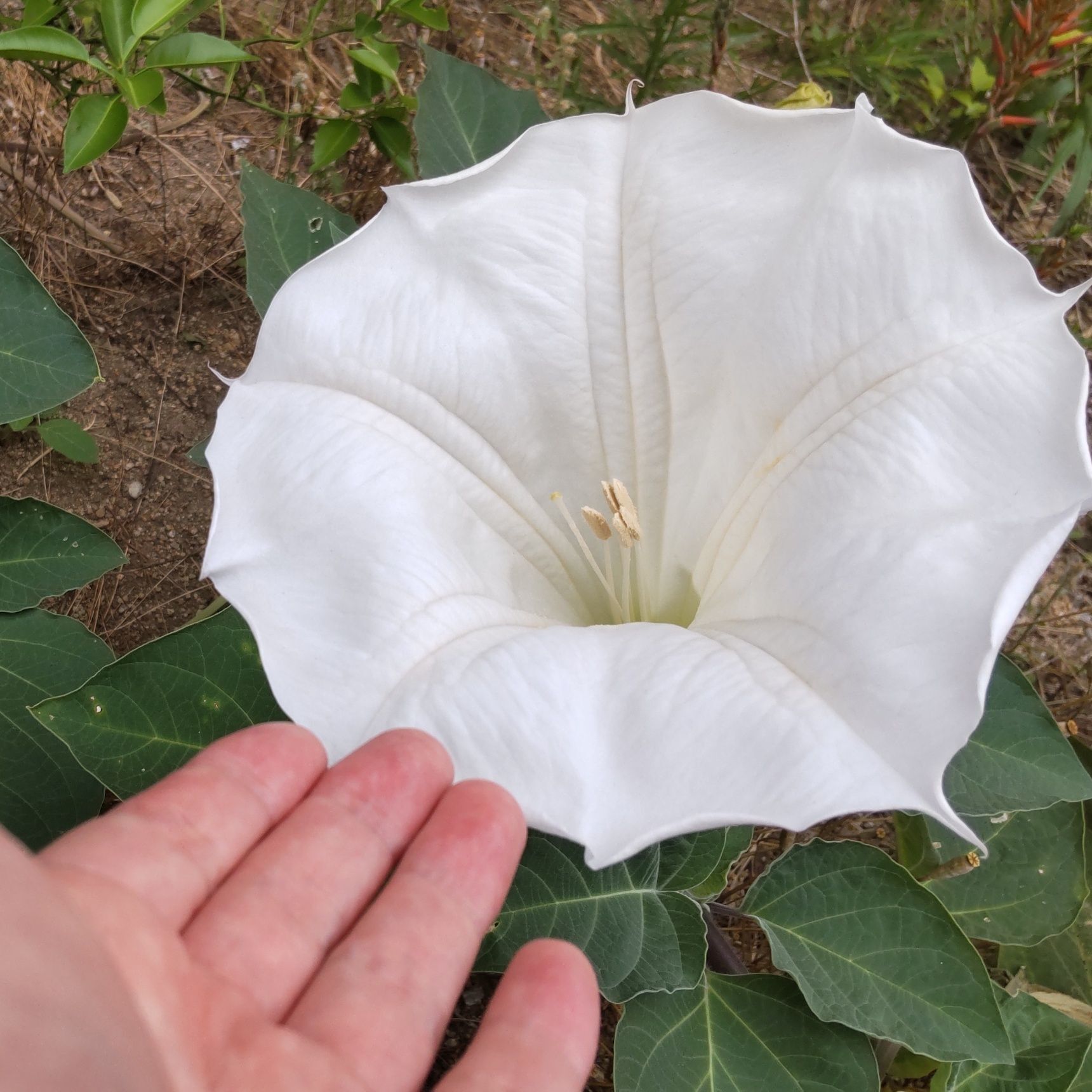 大輪の慎ましげな純白の美しい花は、実は、超危険なお花！