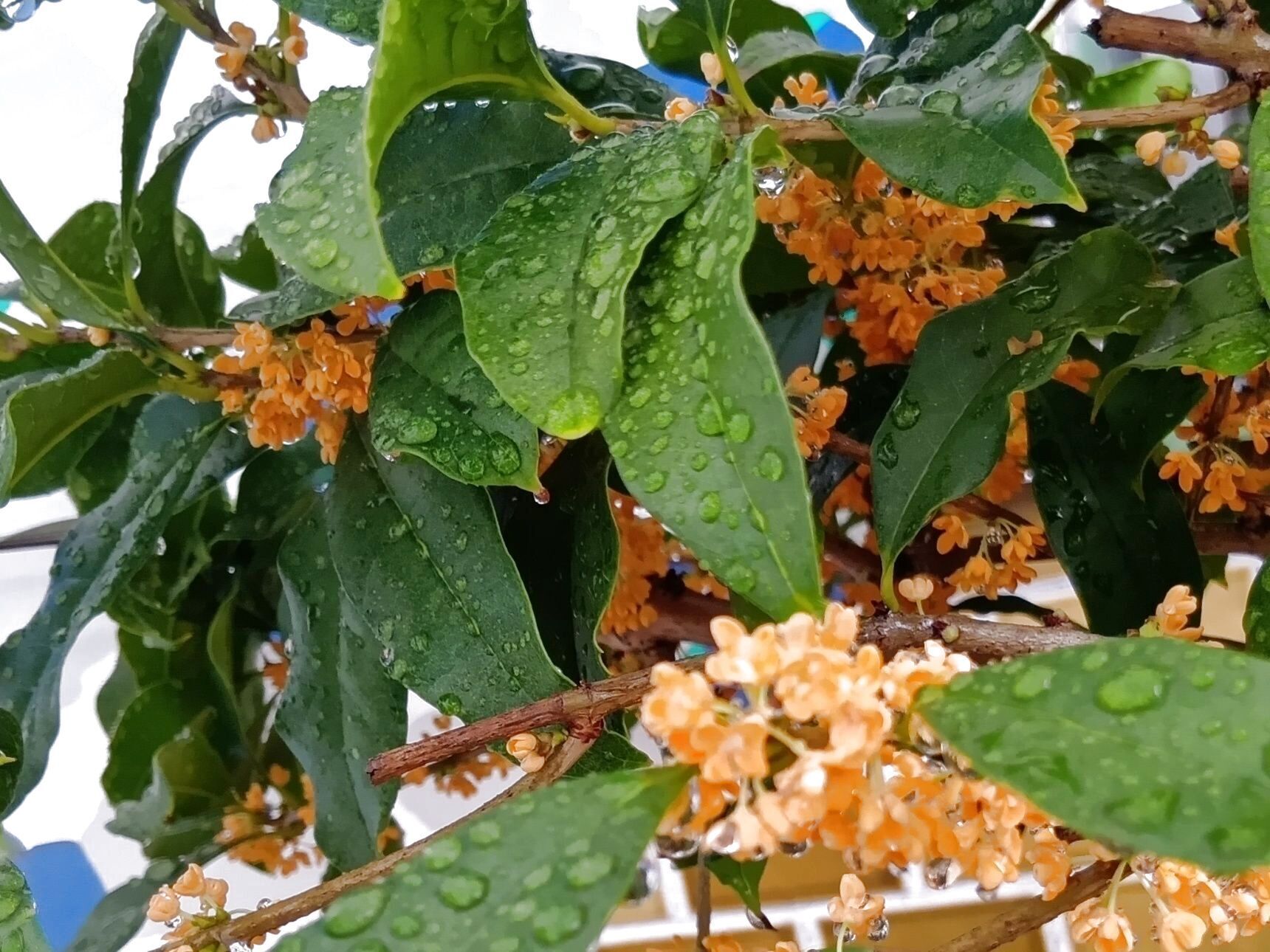 この植物は「キンモクセイ（金木犀）」です