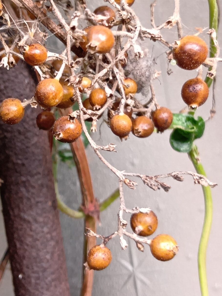 果実はやがて、茶色く、このように乾燥していきます。