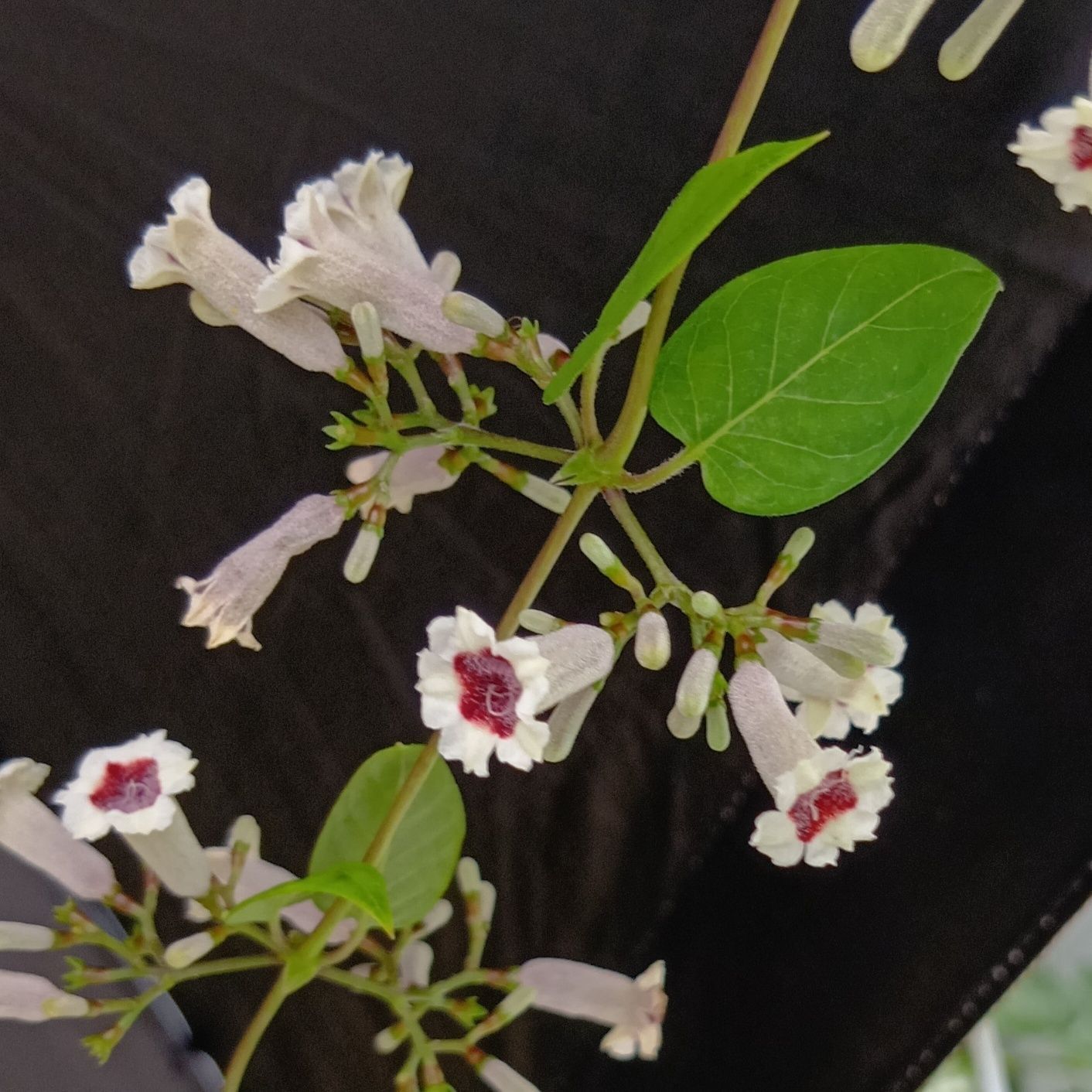 こちらは、「お花」が満開～！