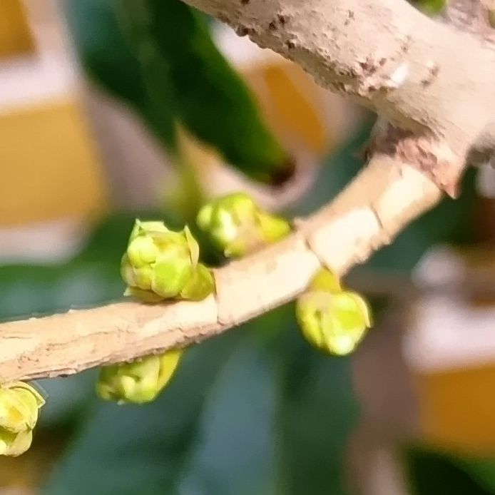 これはね、キンモクセイの「蕾」！