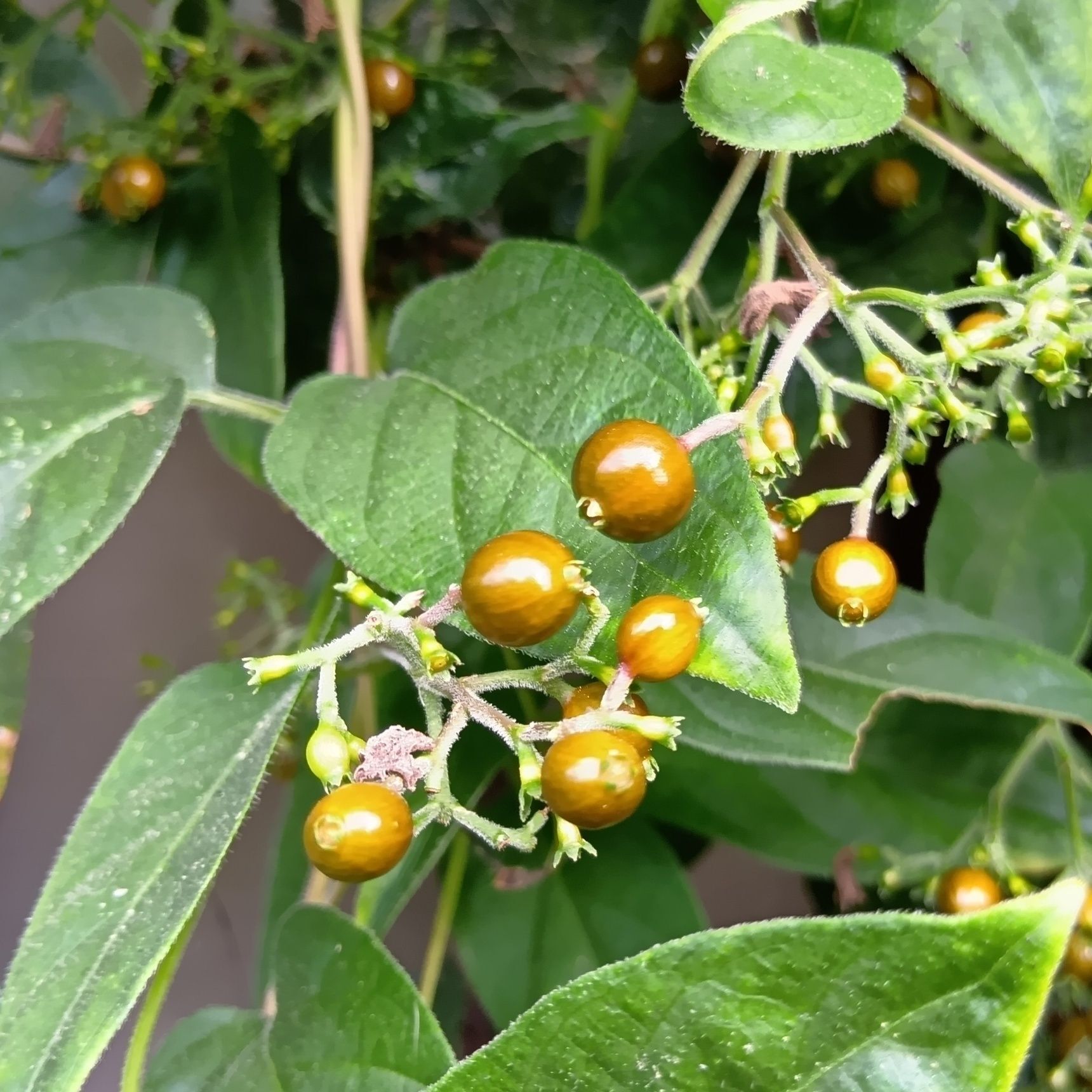 【10月　道端の雑草】今が見頃？臭くて有名なお茶目な雑草！「屁糞葛」の蕾から果実までの様子公開！