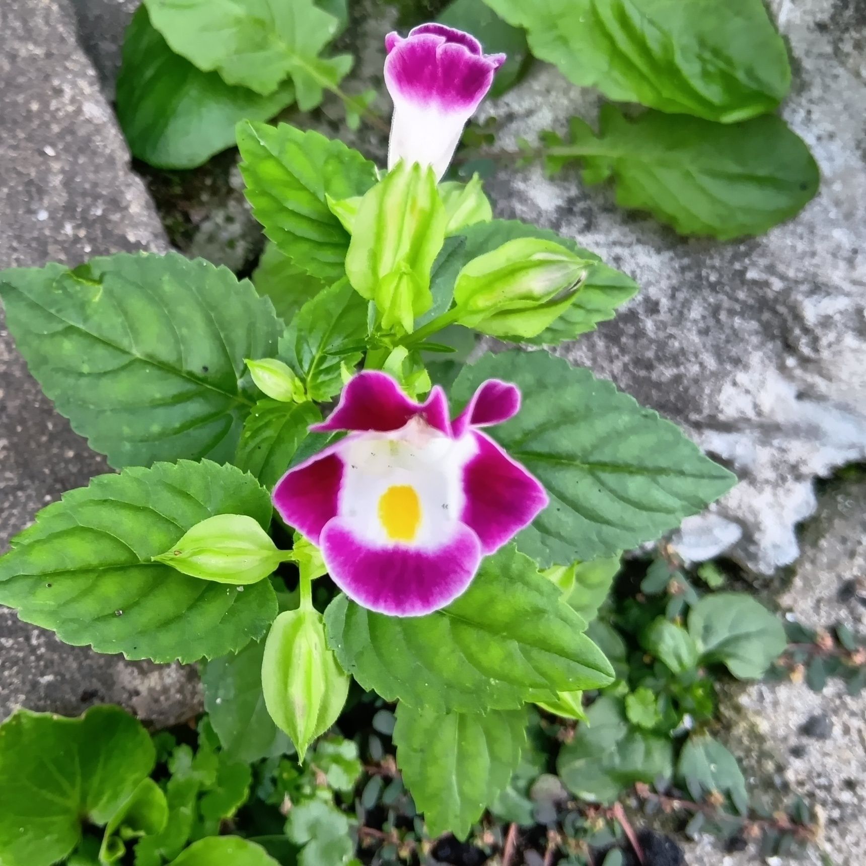 生命力が強いということは、園芸初心者さんにも向いている植物ですね！