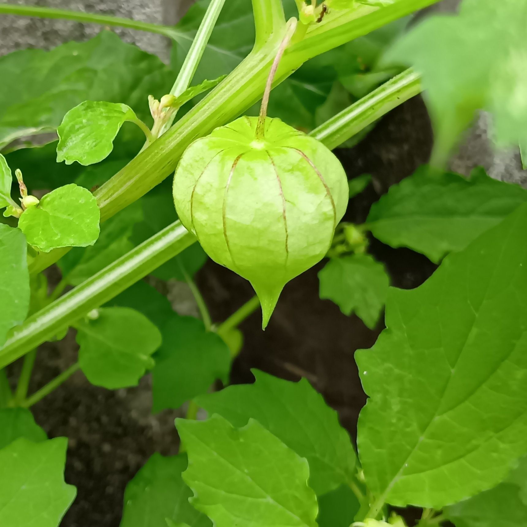 花が終わると、やがてホオズキに似た果実がつきます。