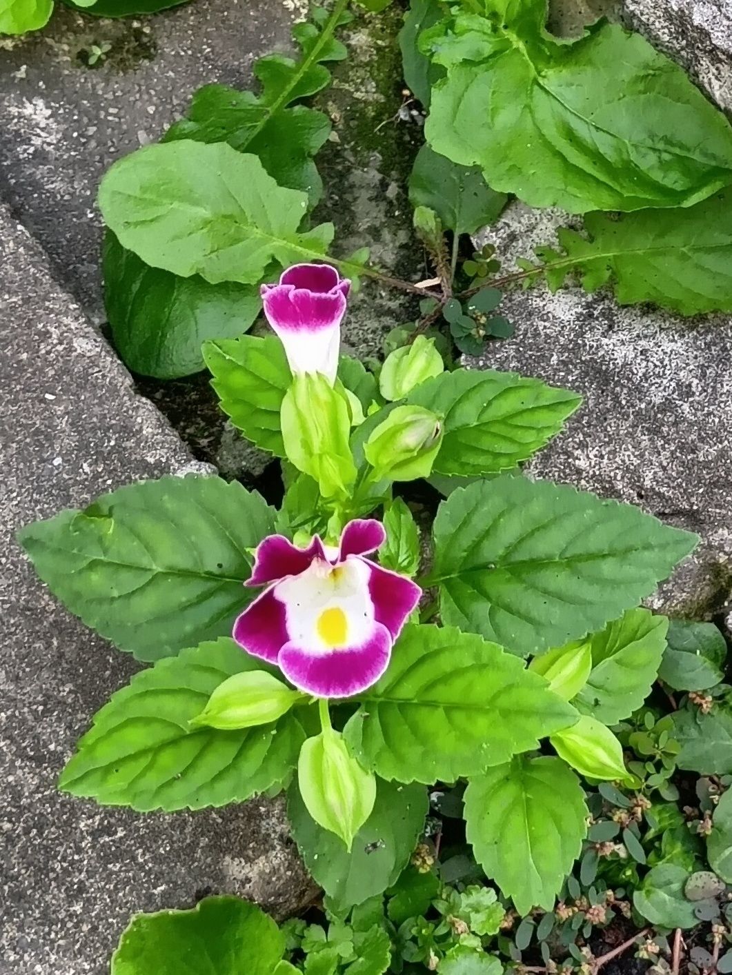 この植物は、園芸品種として出回っていて、私も育てたことがあります。