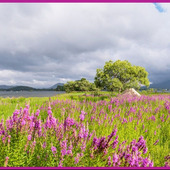 ミソハギの育て方をご紹介「禊萩/Purple Loosestrife」