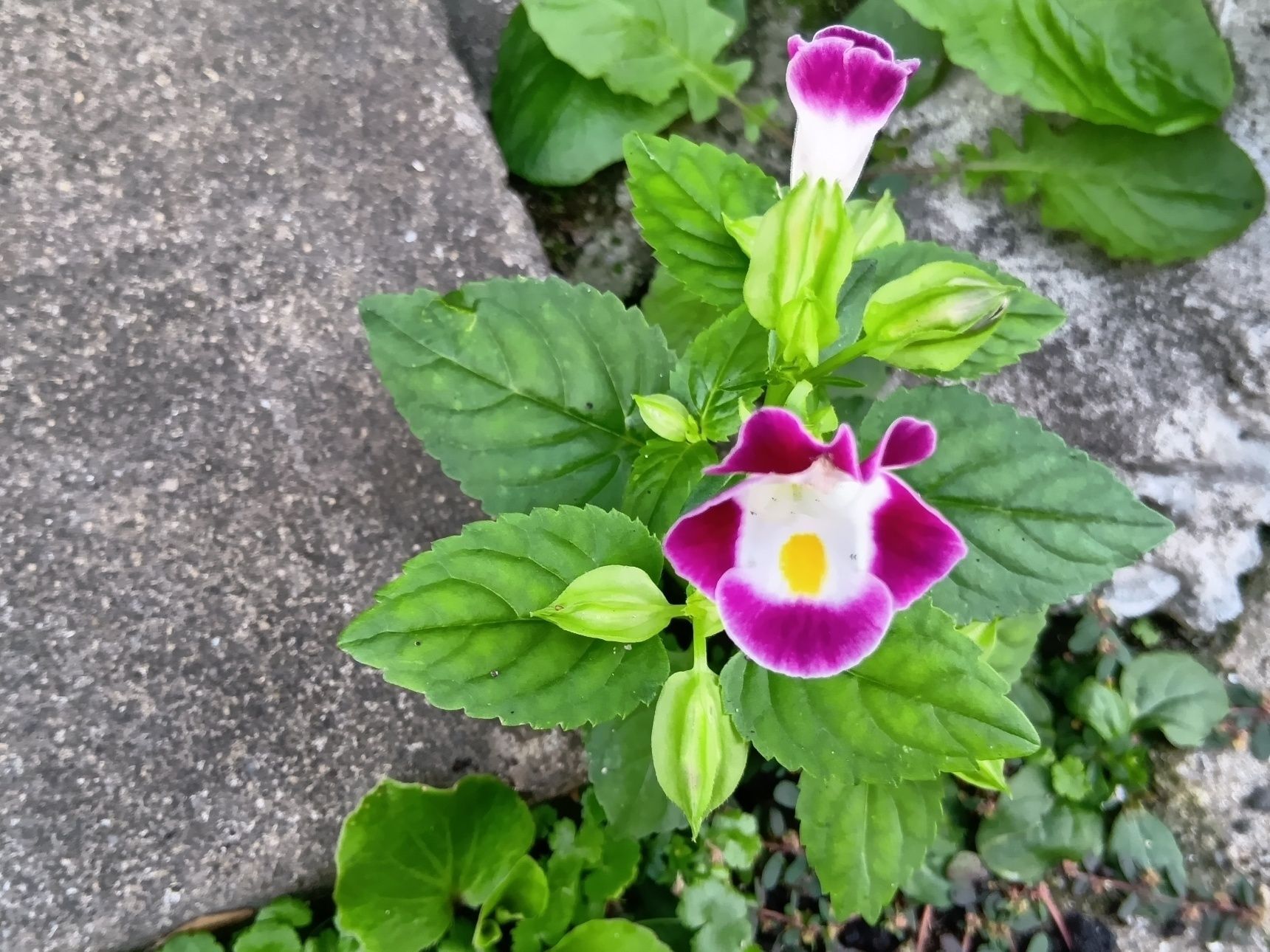 【10月の道端】小悪魔的な花言葉も持つ？不思議な花！生命力がすごいから、園芸初心者にも向いている？