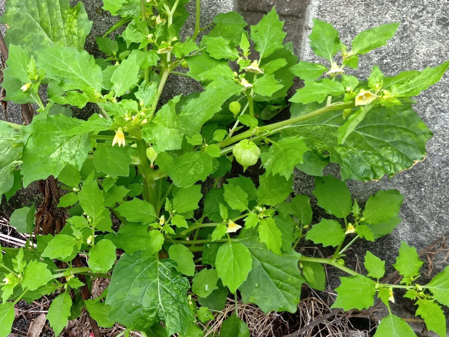 この植物は、ヒロハフウリンホオズキ（広葉風鈴鬼灯）」の仲間の「ホソバフウリンホオズキ」か「アイフウリンホオズキ」です。