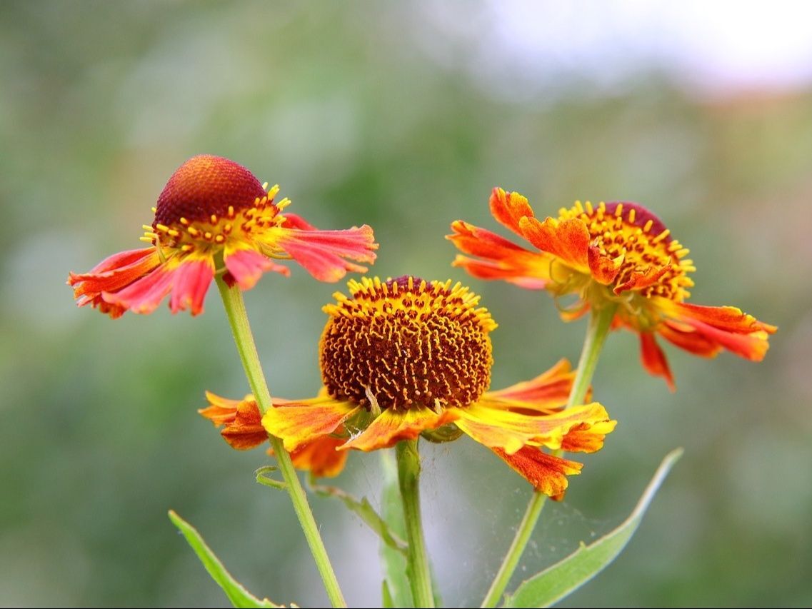 ルドベキアの花言葉