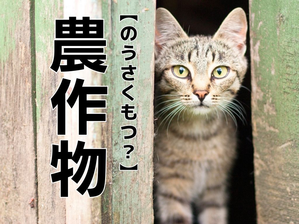 【農作物】は「のうさくもつ」と読まない！？本来の読み方知ってる？【読めそうで読めない漢字クイズ】