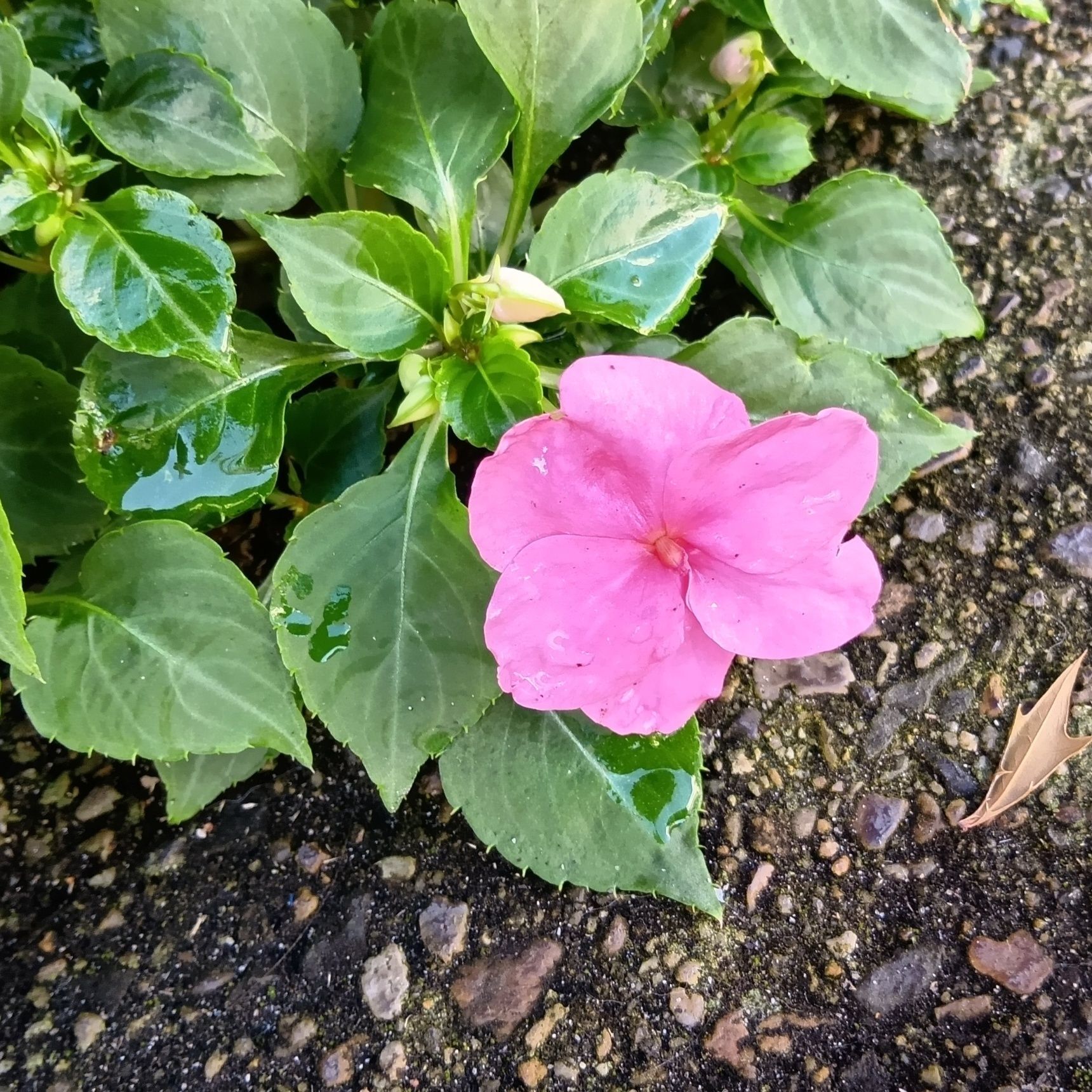 たくさんの花を咲かせ、長い間楽しめる植物！その美しさと強さから、育てるのにもぴったりですね