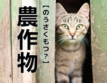 【農作物】は「のうさくもつ」と読まない！？「読み方間違えてた…」「言われてみればそうかもｗ」｜読めないと恥ずかしい漢字クイズ