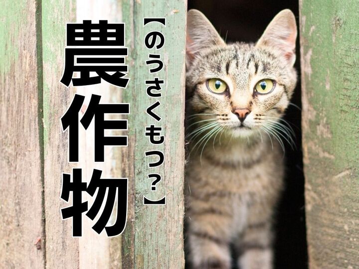 【農作物】は「のうさくもつ」と読まない!?「読み方間違えてた…」「言われてみればそうかもw」|読めないと恥ずかしい漢字クイズ