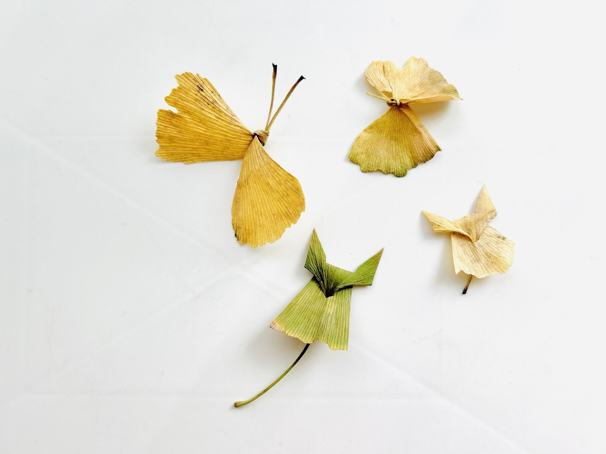 お散歩中にイチョウの葉っぱを見つけたときは！見た目かわいい昔ながら