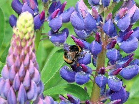 5.ルピナスの花言葉