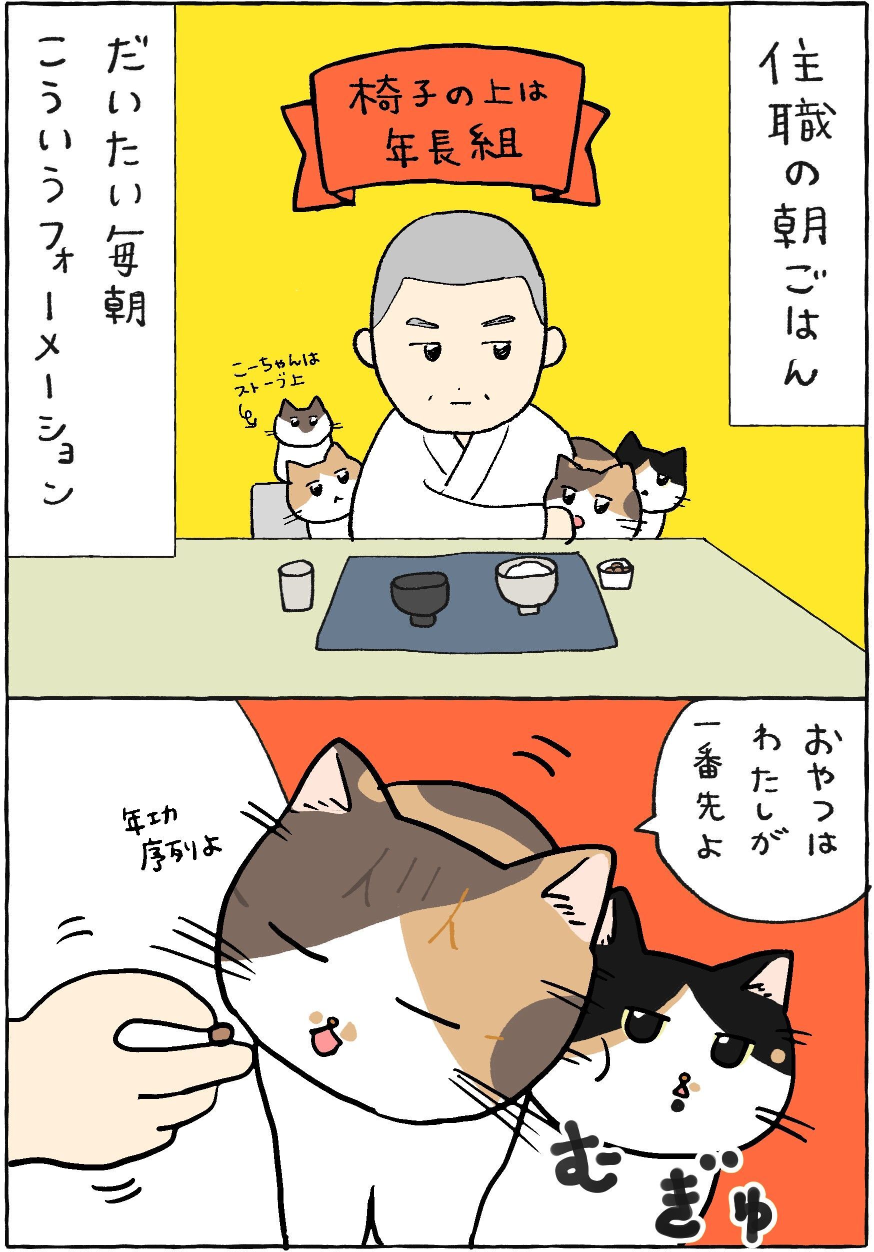 ねこたちのポジション争奪戦。【てらねこミー子の日常】（暮らしニスタ）｜ｄメニューニュース（NTTドコモ）