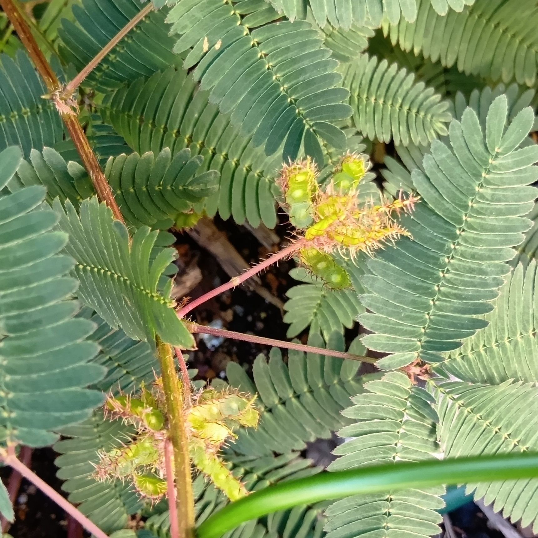 こちらは、オジギソウの種です！オジギソウはマメ科の植物のため、花が終わるとさやに種をつけます。