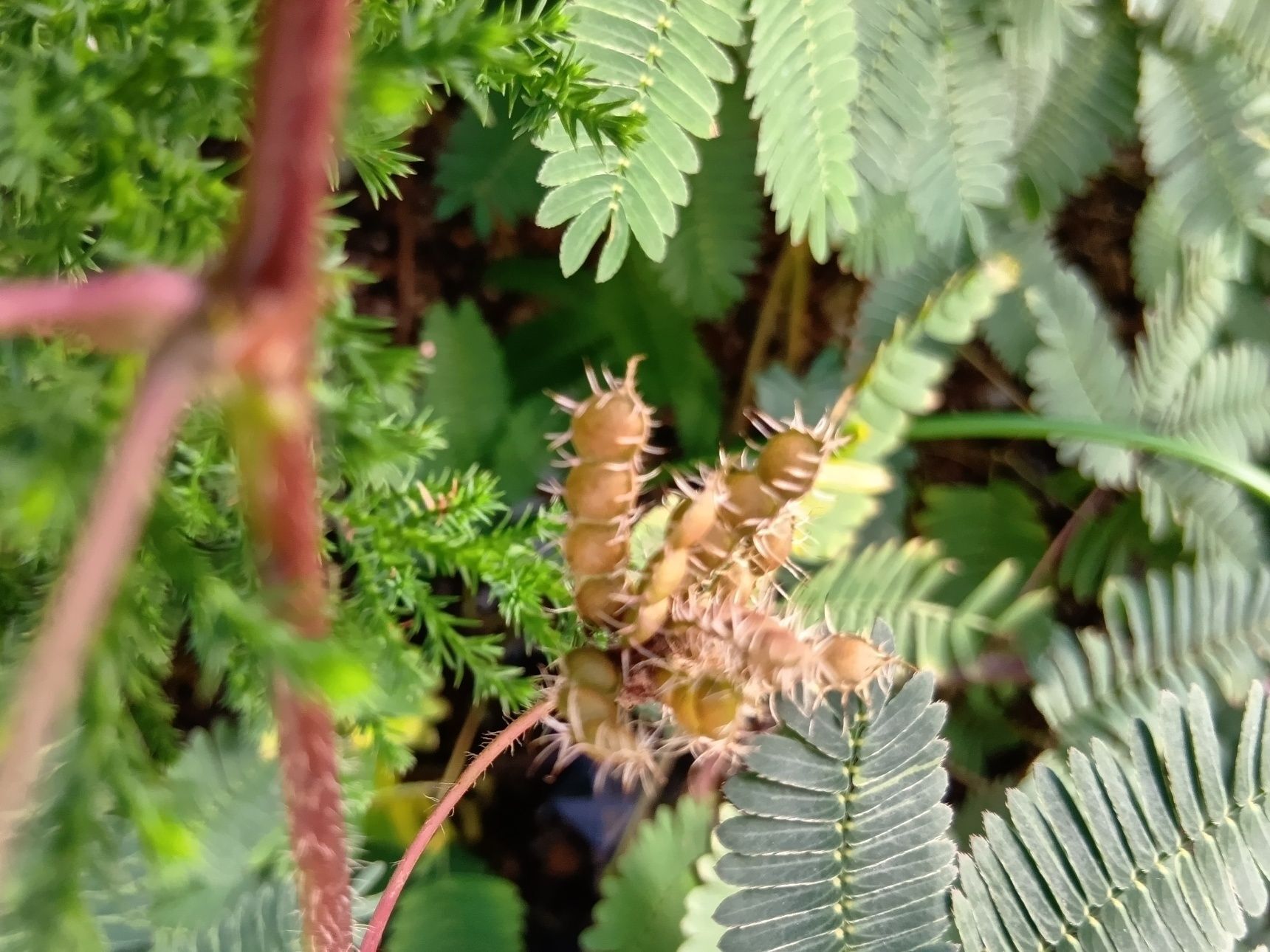 さやが緑色から茶色に変わったら種の収穫しどきです。