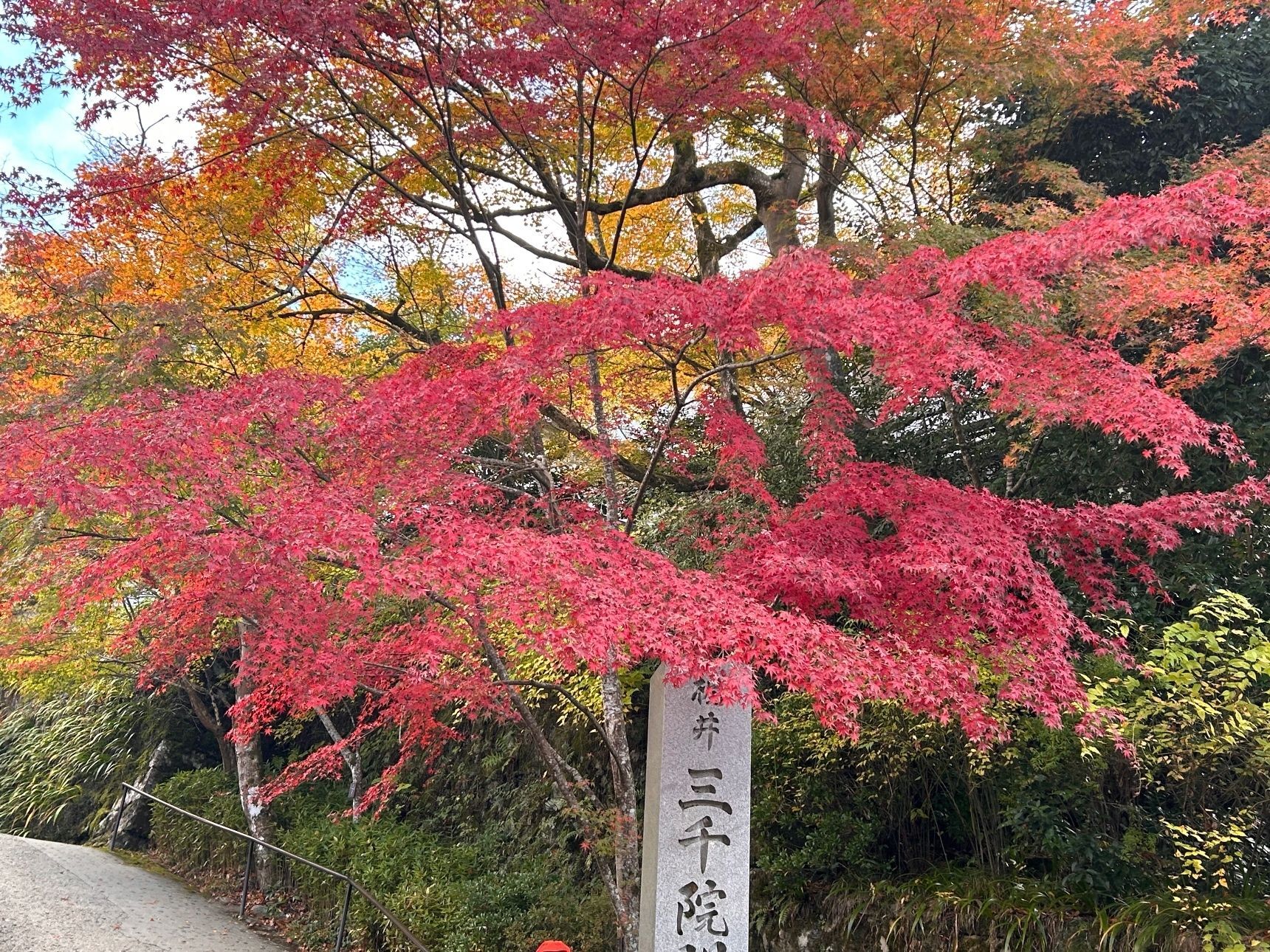 紅葉のトンネルを歩いて行くと門です