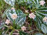 【11月の道端】めったに開花しない観葉植物の花～！世界平和を願っているような花言葉がついてるよ！