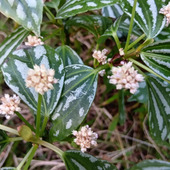 【11月の道端】めったに開花しない観葉植物の花～！世界平和を願っているような花言葉がついてるよ！