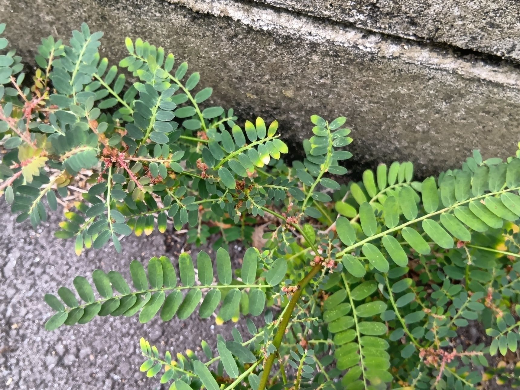 この植物は「コミカンソウ（小蜜柑草)」です。別名キツネノチャブクロ（狐の茶袋）