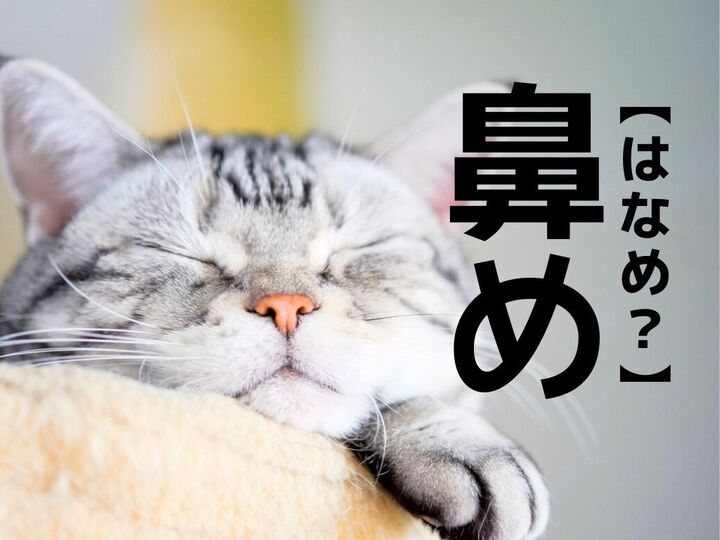 【鼻め】なんて読む?「はなめ」ではありませんよ。読めたらスゴイ!!【難読漢字クイズ】