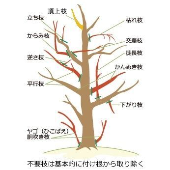 5. カイヅカイブキの剪定で切るべき枝