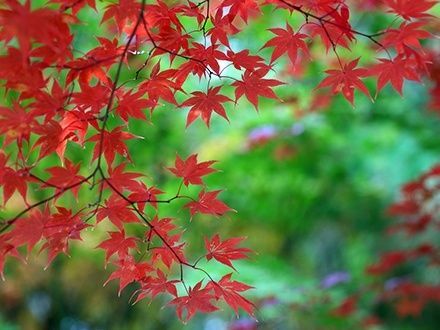 6. もみじ（紅葉）を剪定するときのコツ