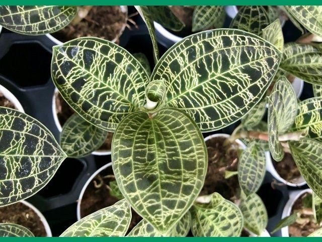 初心者でも簡単！ジュエルオーキッドの育て方と魅力「宝石蘭（ほうせきらん）/Jewel Orchid」