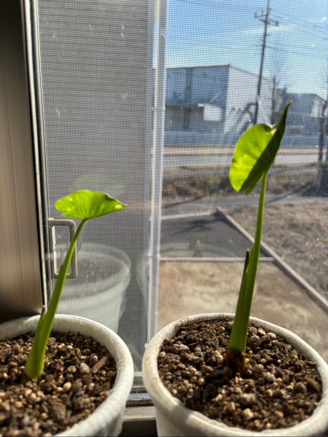 そして今朝葉っぱが開きました♪