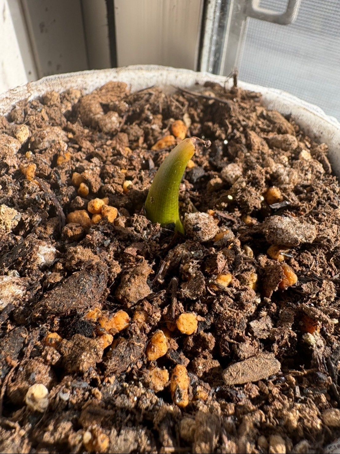 長く芽が出ていた方も植えたらこんなモンでした♪