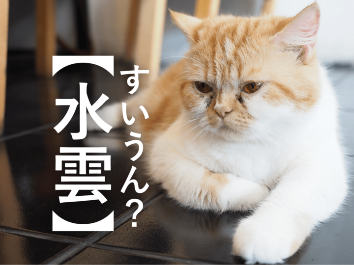 『水雲』正しく読めたら天才!「すいうん…」ではなく、手軽に食べられる海藻の名前です!