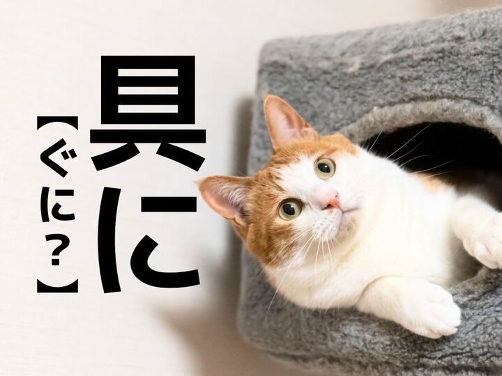 【具に】なんて読む?もちろん「ぐに」ではありませんよ!【読めそうで読めない漢字クイズ】