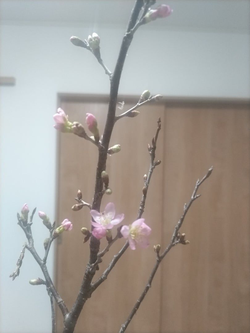 桜も咲きました・・