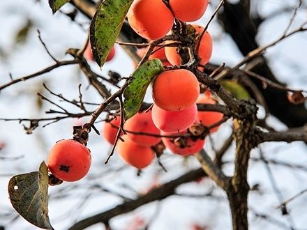 1. 柿の剪定時期