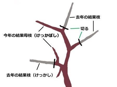 6. 柿を剪定するときのコツ