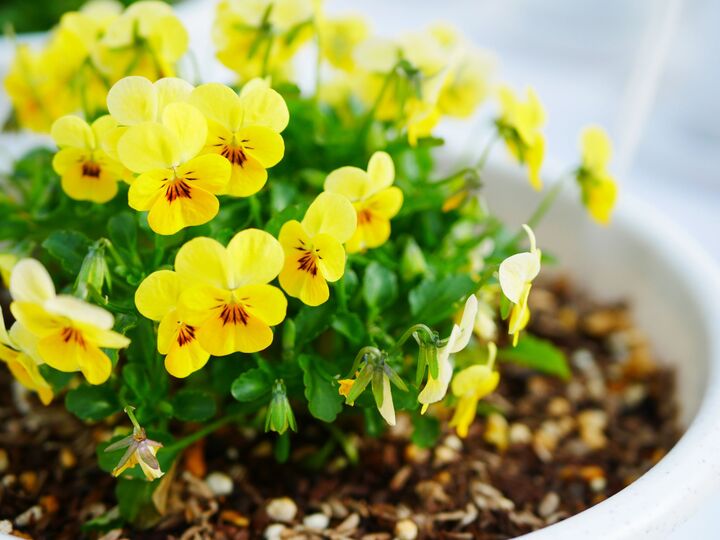 「パンジー」と「ビオラ」の違い、正しく言えたら天才!