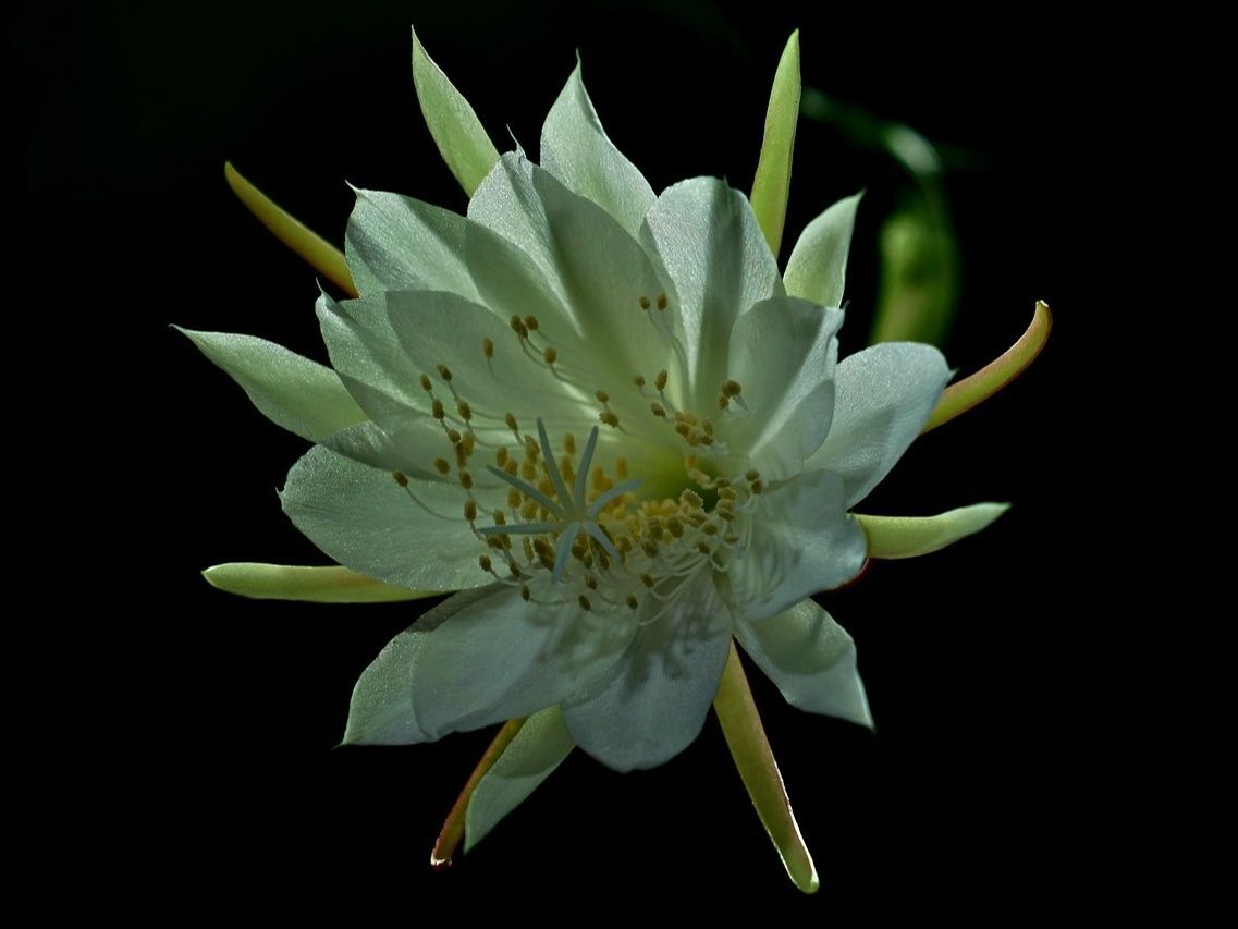 4. 月下美人の花を楽しむポイントと開花時期