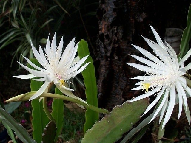 5. 月下美人の花言葉