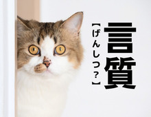 【言質】は「げんしつ」ではありません！正しく読めないと交渉に失敗するかも！？【読めないと恥ずかしい漢字クイズ】