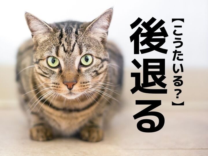 【後退る】なんて読む?「こうたいる」ではありませんよ!【読めそうで読めない漢字クイズ】