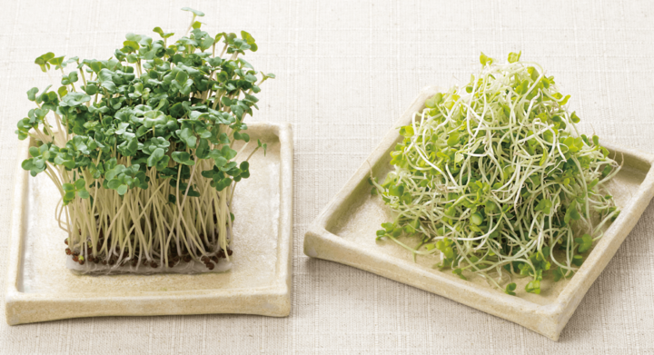 野菜高騰の中の救世主!ブロッコリースプラウトを美味しく食べて、お肌のシミ・シワ、花粉症、肥満、便秘を防ぐ!